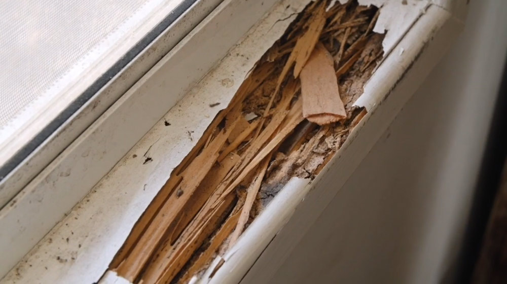 Termite inspection and treatment for Melbourne homes