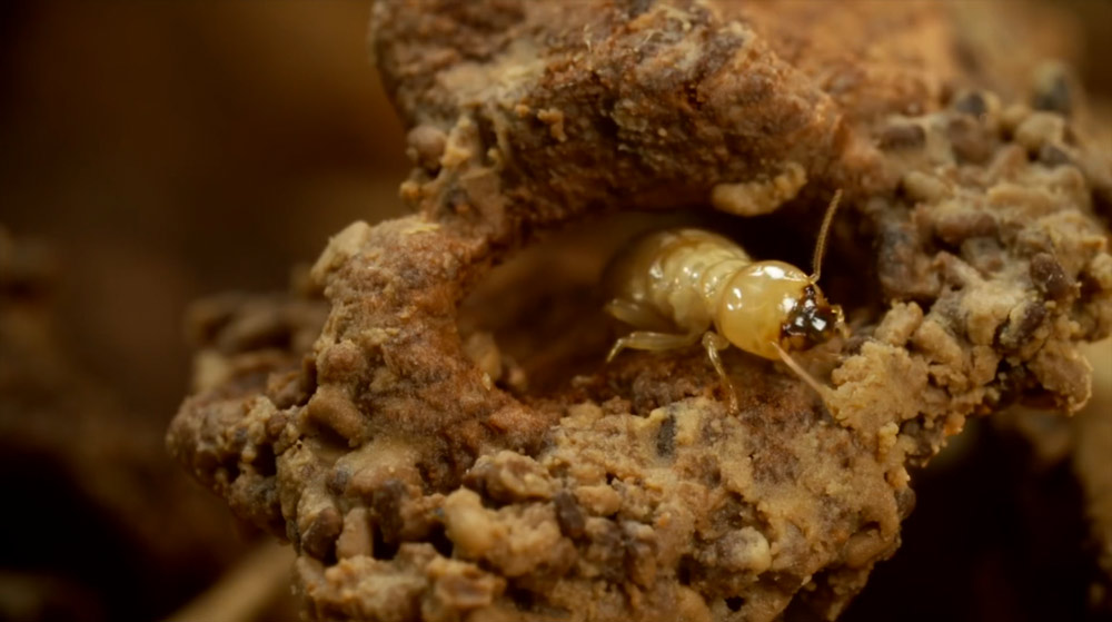 General pest and termite spray service